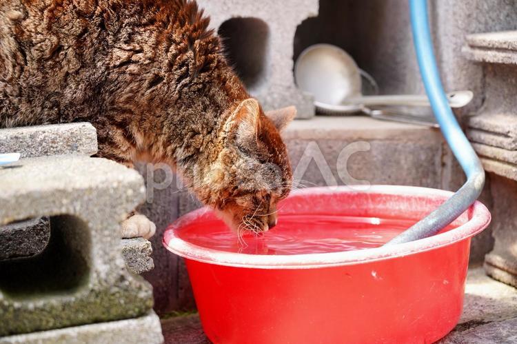 水を飲む茶トラ猫 猫,動物,茶トラの写真素材