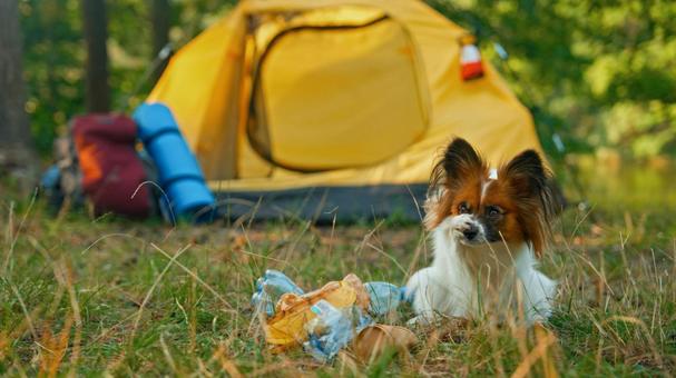 小首をかしげる犬の写真