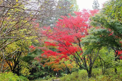 色づく山の風景 紅葉,神戸市立森林植物園,11月の写真素材