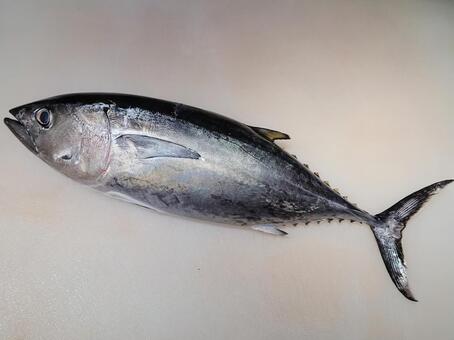 ヨコワ 魚,マグロ,卸売市場の写真素材