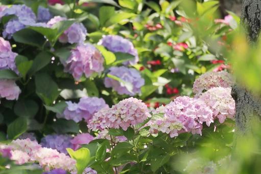 木漏れ日に咲く満開のアジサイの花 木漏れ日に咲く満開のアジサイの花 紫陽花,花,梅雨の写真素材