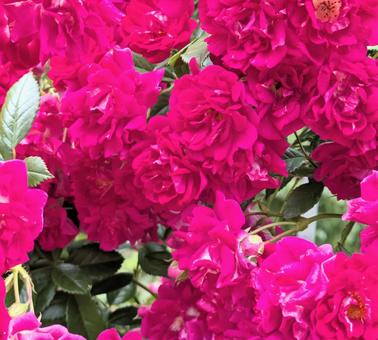 バラ　薔薇 バラ,ばら,ピンクの写真素材