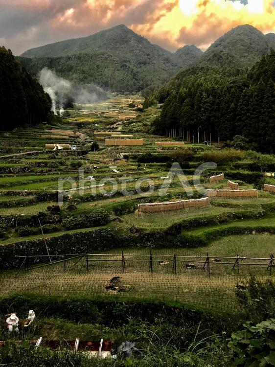 新城　四谷千枚田 愛知,棚田,日本の原風景の写真素材