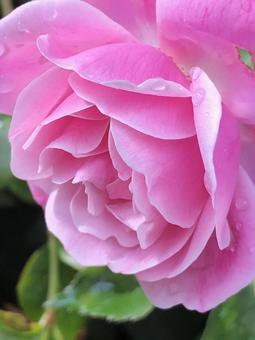 花_Flower 花_Flowerの写真
