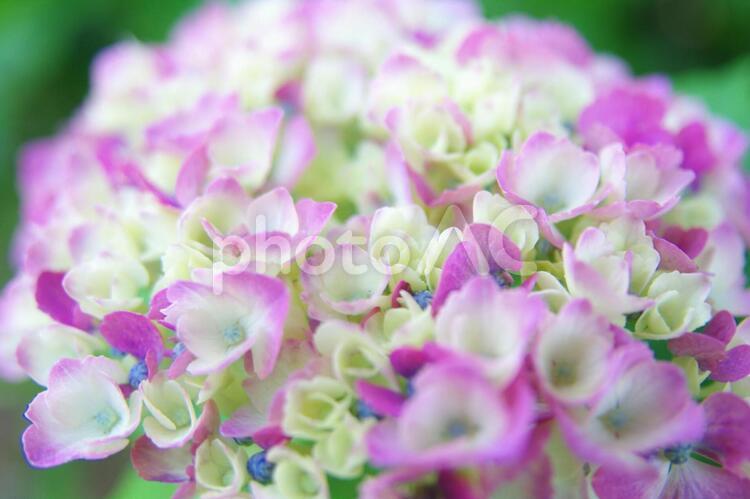 咲き始めの白と紫の紫陽花 紫陽花,白,紫の写真素材