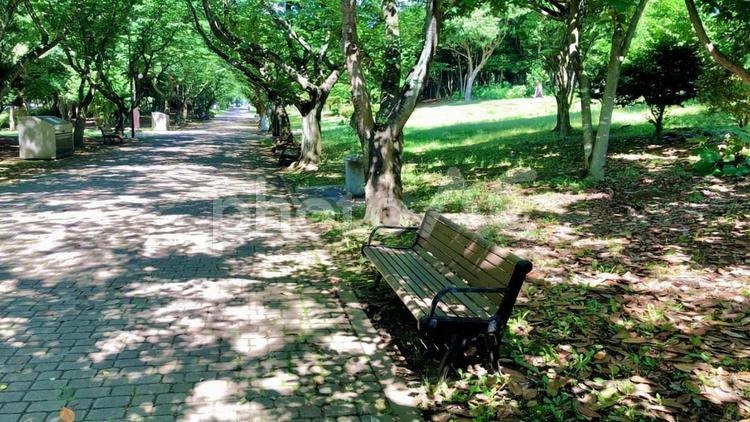 【東京】葛西臨海公園の木陰のベンチ(横) ベンチ,木陰,木漏れ日の写真素材