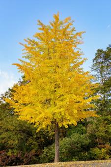 黄葉した道路沿いのイチョウの木 秋,風景,紅葉の写真素材