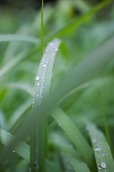 雨に濡れる草 雫,葉,接写の写真素材