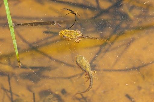 Photo, natural, animal, biological, 