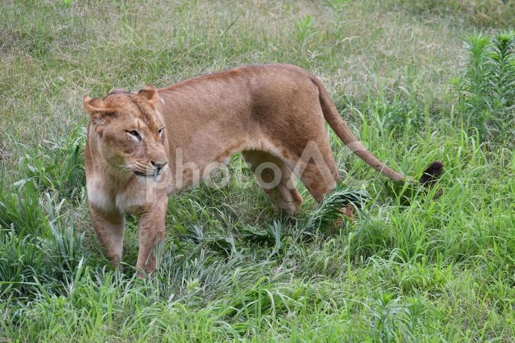 ライオン_25 ライオン,メスライオン,動物の写真素材