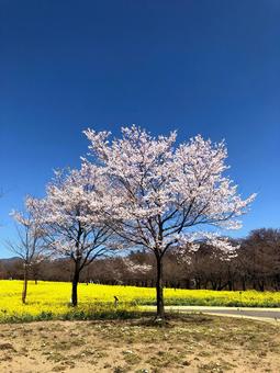 桜と菜の花 桜と菜の花の写真