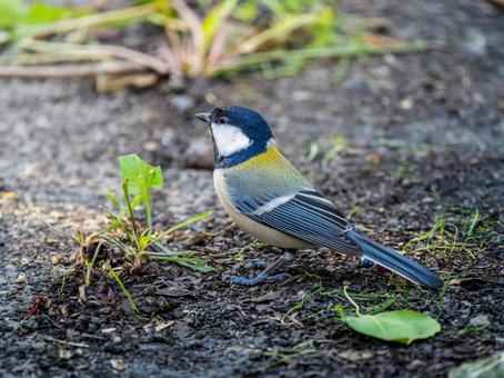 地面を歩くシジュウカラ シジュウカラ,野鳥,鳥の写真素材