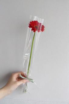 一輪ガーベラ。赤 お祝い,記念,おしゃれの写真素材