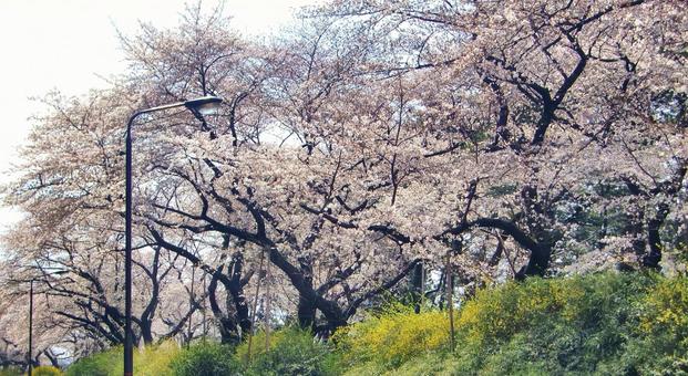 桜の季節-14 桜の季節-14 桜,木,幹の写真素材