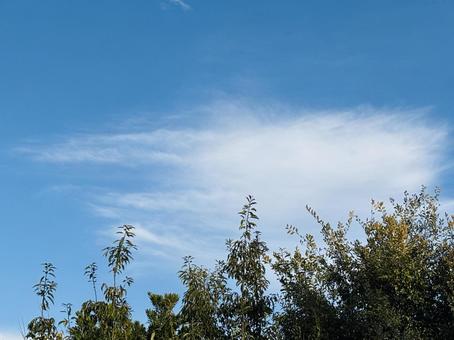 青空と木　コピースペース 空,青空,曇りの写真素材