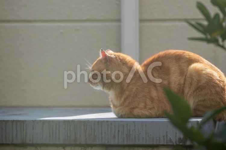 屋外で昼寝する茶トラの野良猫 猫,昼寝,日光浴の写真素材