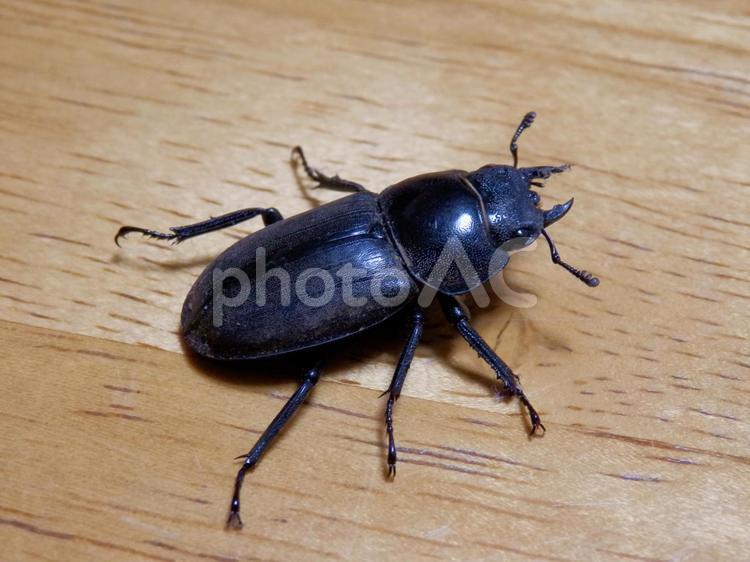 コクワガタのメス クワガタ,昆虫,メスの写真素材