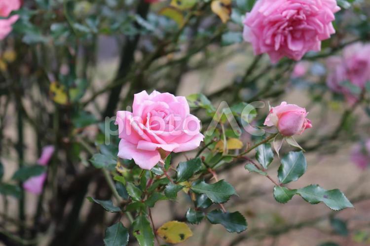 音楽家の名前を持つバラ、メンデルスゾーン 薔薇,メンデルスゾーン,ピンクの写真素材