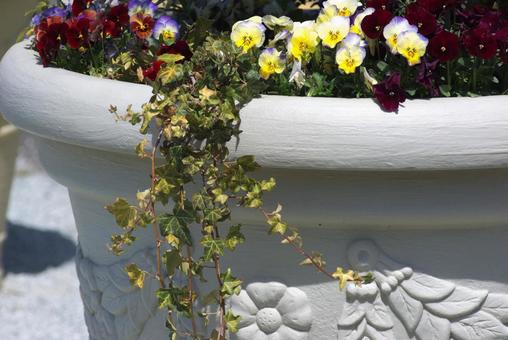 鉢植え 鉢植えの写真