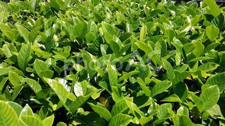 クチナシ　とても幸せです クチナシ,くちなし,新芽の写真素材