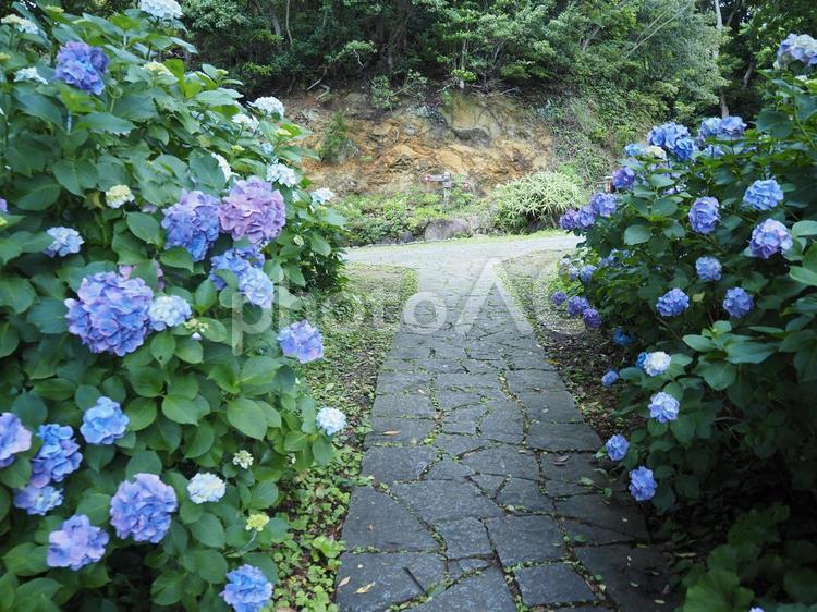 アジサイ（両脇） 紫陽花,アジサイ,あじさいの写真素材