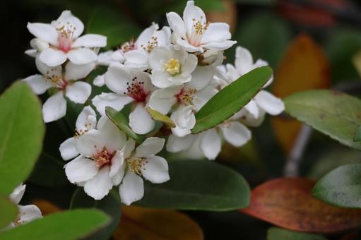 白い花びらのシャリバイの花のアップ 白い花びらのシャリバイの花のアップの写真