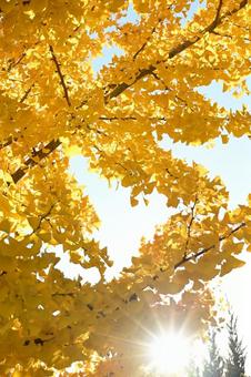 日の光にあたるイチョウの木 イチョウの木,イチョウ,晴れの写真素材