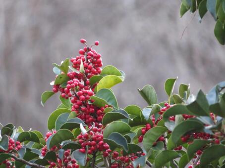 木になる赤い実 秋,自然,木の写真素材
