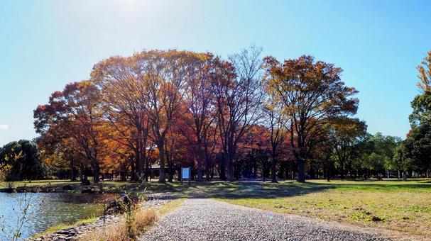水元公園の紅葉・広場＆池（東京都葛飾区） 秋,水元公園,紅葉の写真素材