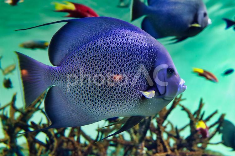 アクアリウムの魚 アクアリウム,水族園,水族館の写真素材
