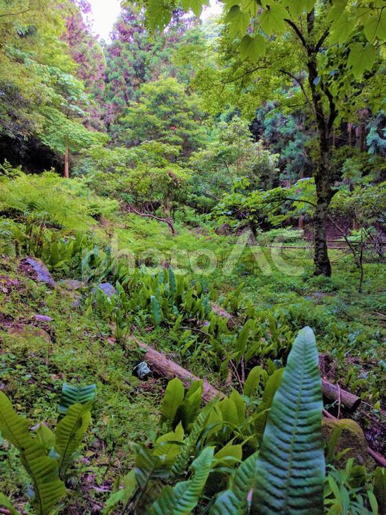 大小の木々 山,森林,緑の写真素材
