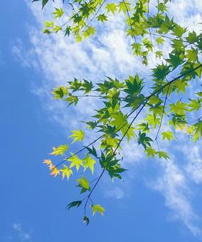 夏空ともみじ 夏空ともみじの写真