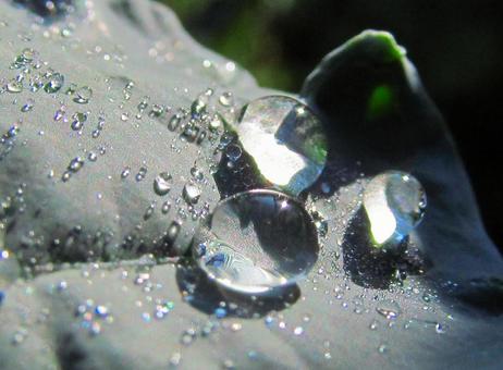 水滴と朝の光の風景 水滴と朝の光の風景 水滴,しずく,雨の写真素材