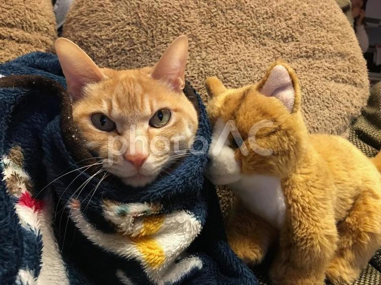 猫人形「兄貴、オレも毛布に入れてくれ〜」 ねこ,茶トラ,ニャンコの写真素材