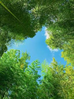 竹林から見上げる青空 竹林から見上げる青空 竹林,青空,青の写真素材
