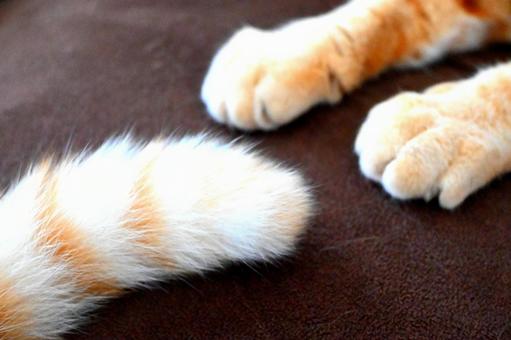 猫の手としっぽ 猫の手としっぽの写真