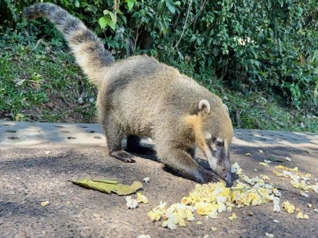 アライグマ アライグマの写真