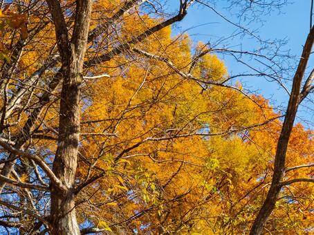 澄んだ青空に映える黄金の秋 青空,黄葉,秋の写真素材