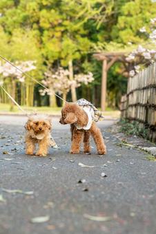 春の公園で散歩するトイプードル 春の公園で散歩するトイプードルの写真