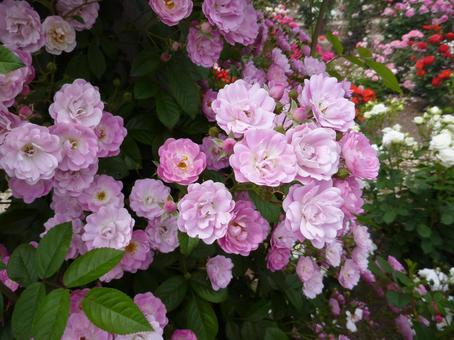ローズガーデンの花20 ローズガーデンの花20 バラ,花フェスタ記念公園,ぎふワールド・ローズガーデンの写真素材
