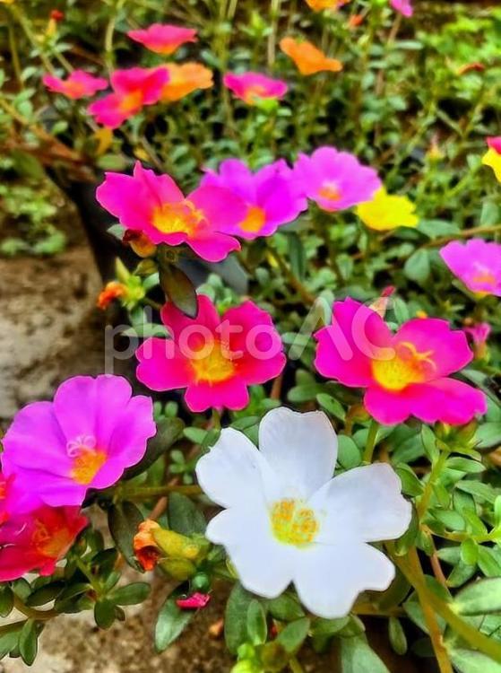 夏を代表する花・ピンクの「ポーチュラカ」 ポーチュラカ,花,夏の写真素材