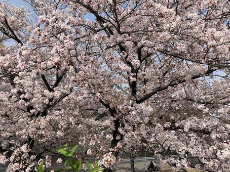 桜 アップ 桜 アップの写真