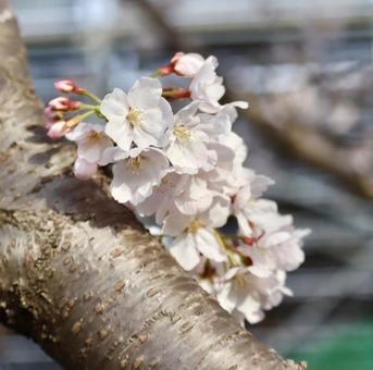 桜 桜の写真