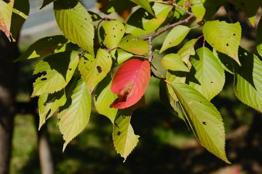 緑の中に一枚だけ紅一点赤く色づいた葉 紅一点,対比,紅葉の写真素材