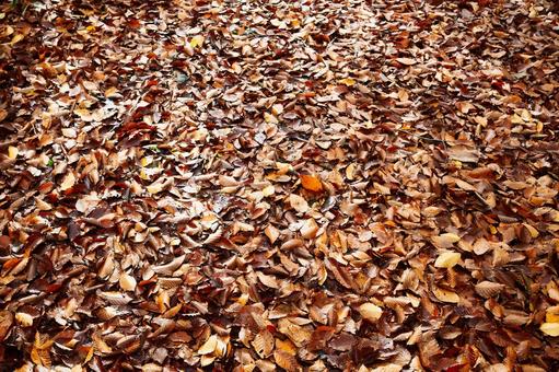地面を埋め尽くす紅葉の落ち葉のテクスチャ 落ち葉,枯葉,紅葉の写真素材