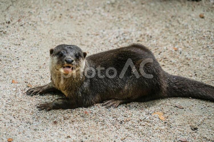 かわいいコツメカワウソのイメージ コツメカワウソ,カワウソ,ツメナシカワウソ属の写真素材
