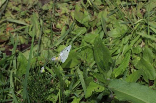葉っぱに止まっているモンシロチョウ3 モンシロチョウ,虫,花の写真素材