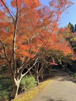 紅葉 紅葉,紅葉狩り,秋の風景の写真素材