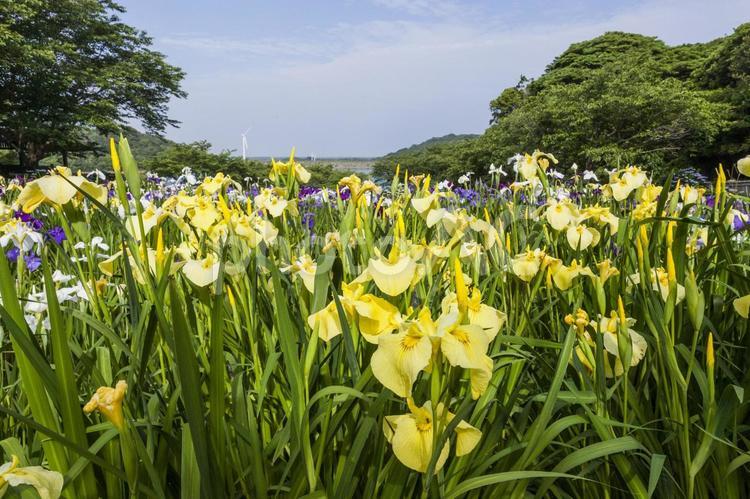 花しょうぶまつり17（田原市） しょうぶ,花,田原市の写真素材