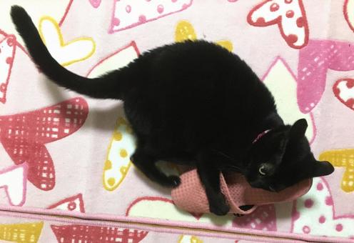 スリッパと戦う黒猫 スリッパと戦う黒猫 スリッパと戦う黒猫,黒猫,猫の写真素材